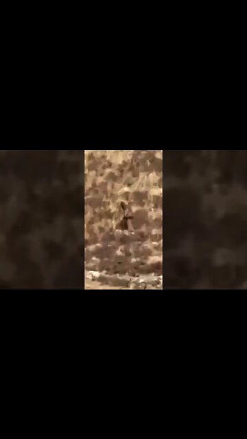 New Bigfoot Footage 👣 #short #youtubeshorts #youtubeshortvideo