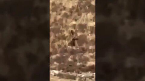 New Bigfoot Footage 👣 #short #youtubeshorts #youtubeshortvideo