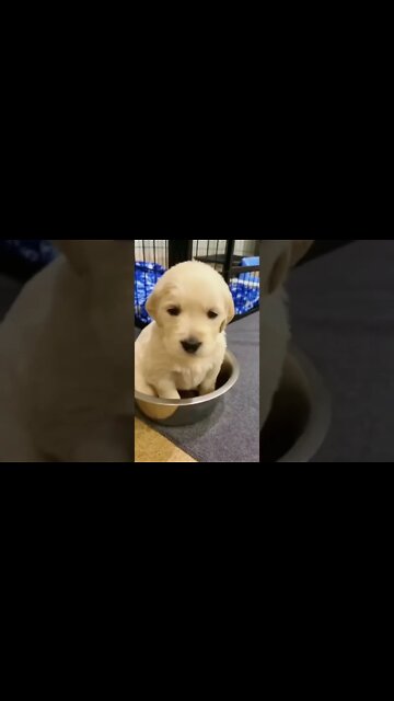 Little Golden Retriever Doesn’t Want To Get Out Of Eating Bowl