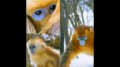 Beautiful golden monkey on the snow in winter