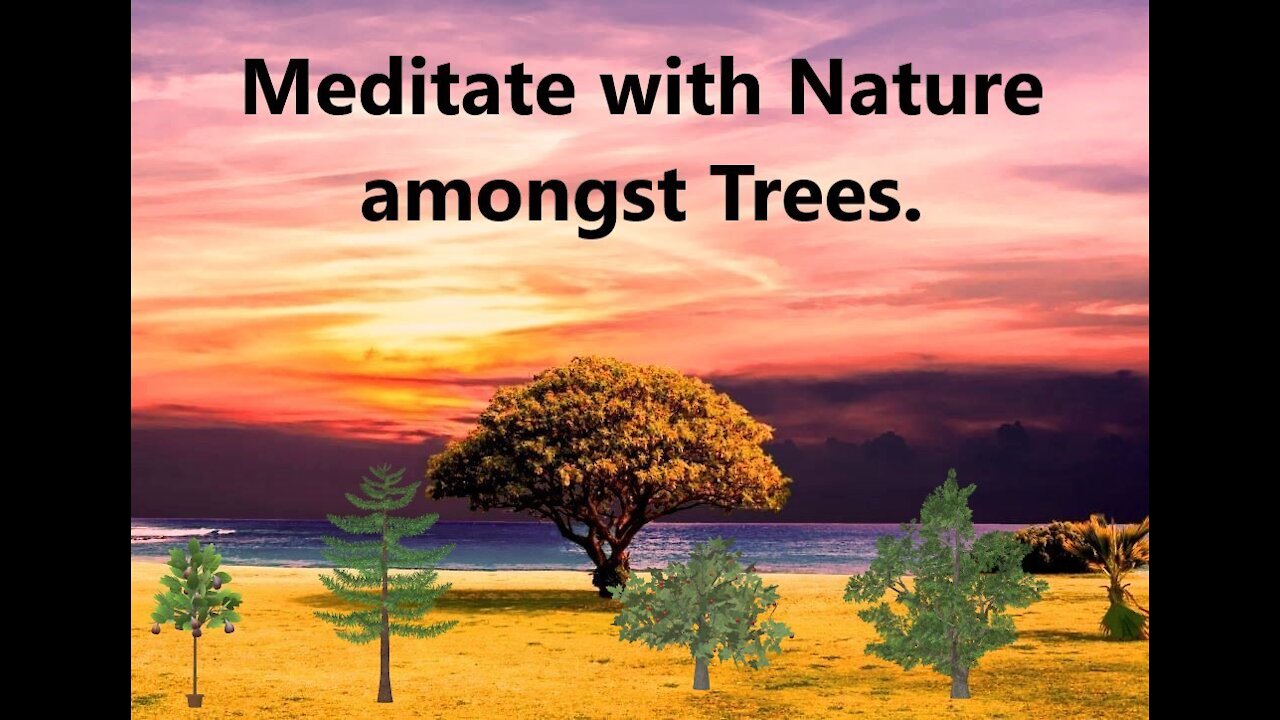 Meditate with Nature amongst Trees, with relaxing guitar music.