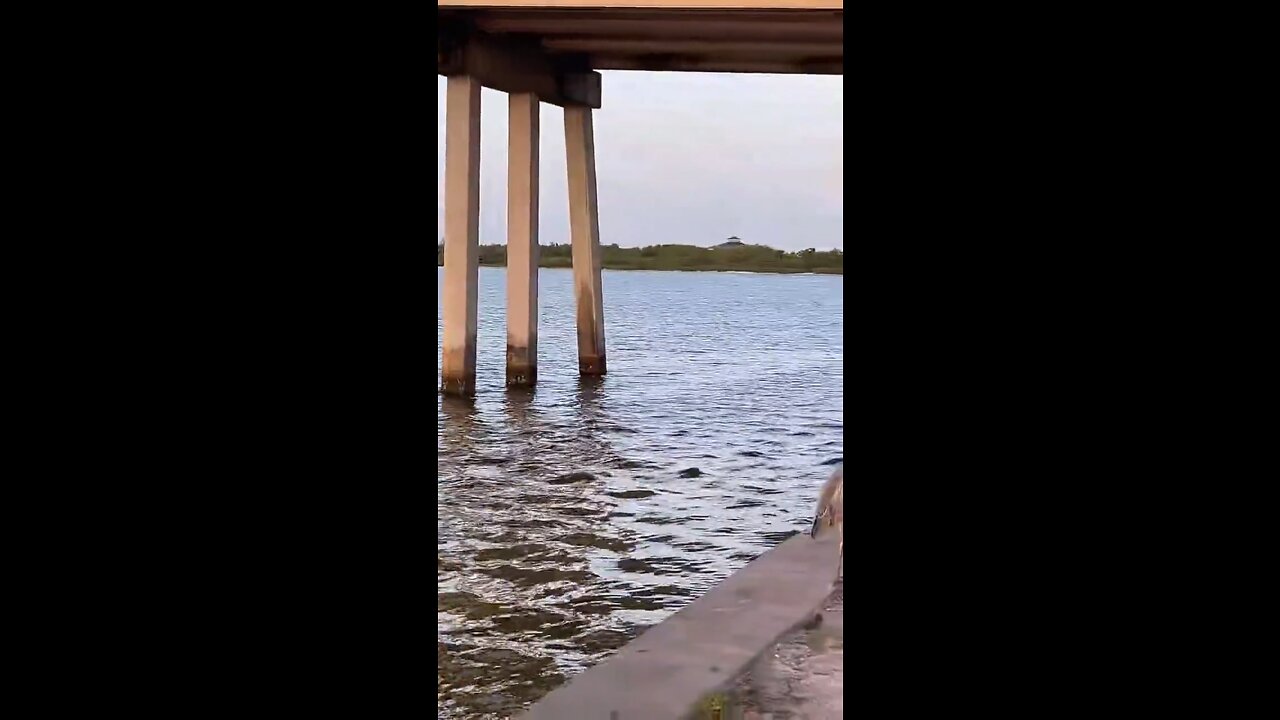 Livestream Clip - Estero Bay Sunrise PT 3