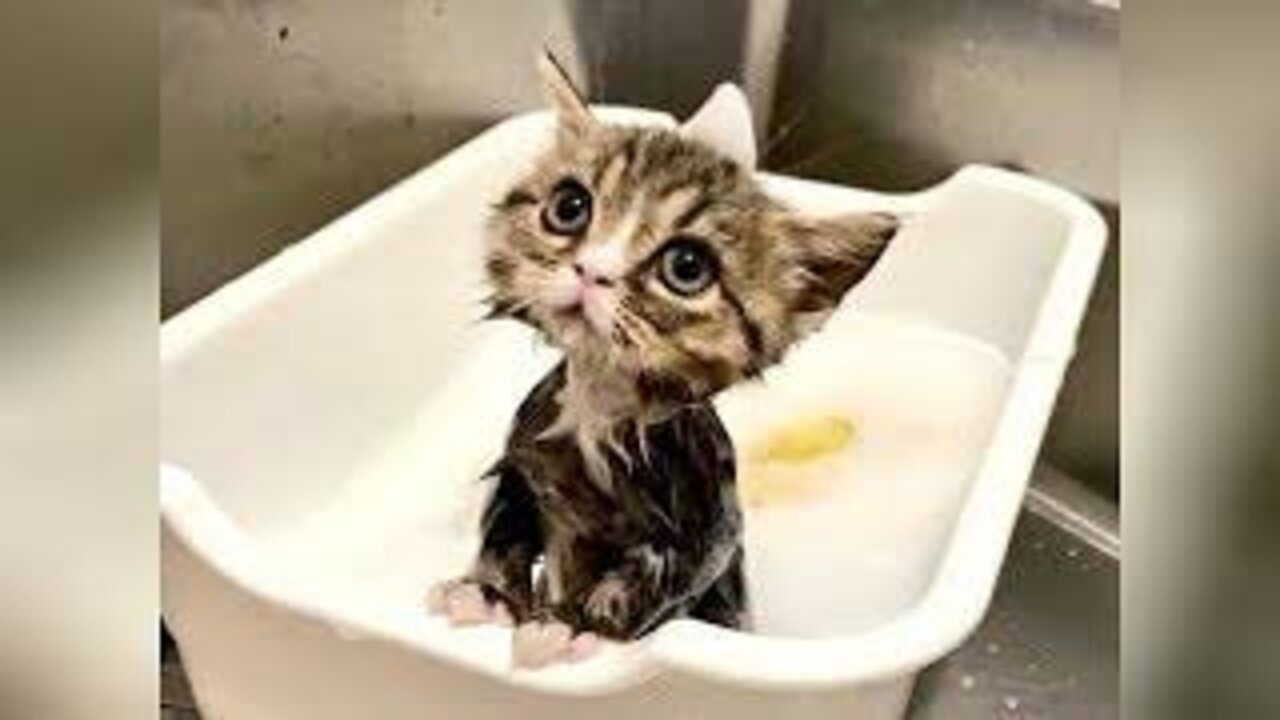 Funniest Animals Video - Best Catsđč and Dogsđ¶ Videos of the Week 2022!