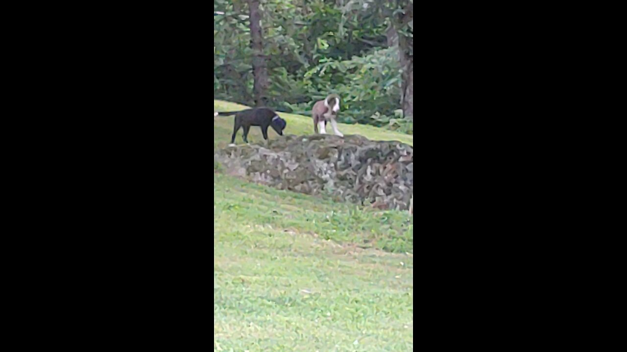 TERRA s pups in the creek