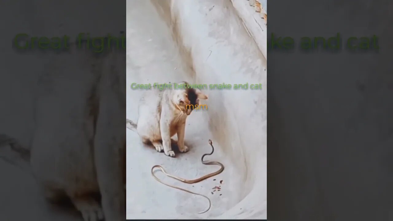 Great fight between snake and cat...সাপ ও বিড়ালের দারুন লড়াই হল !!