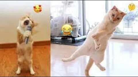 Awsom Funny Videos & Funniest Animal Video 😁🤣