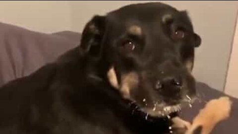 Dogs create chaos with a bag of flour