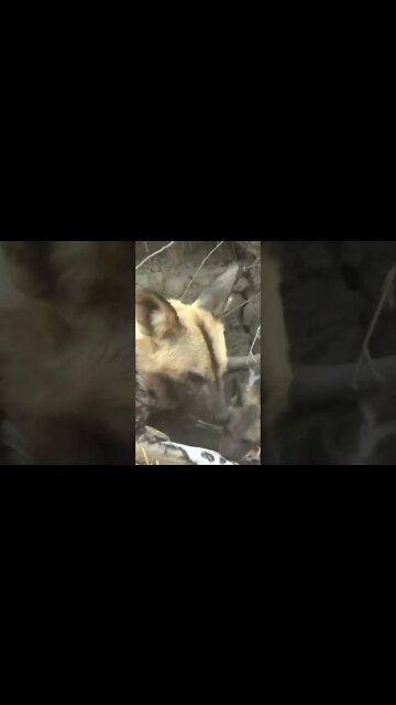 Fun At A Painted Wolf (African Wild Dog) Den #shorts