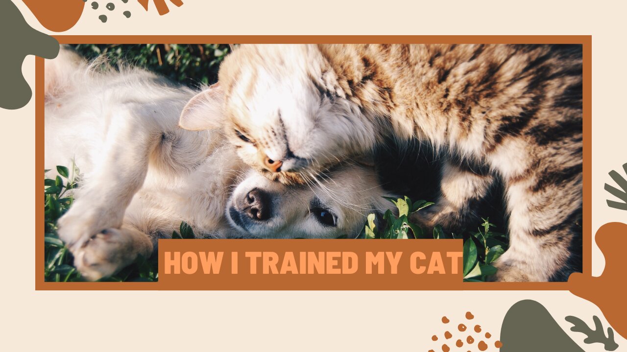 How I Trained My Cat !!!!