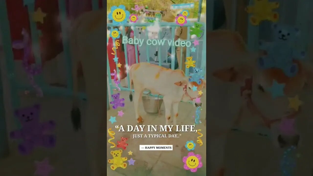 #Shorts, Cute baby 🐄 video,#short,#baby cow,#calf,#cute,#cute 👶 🐄 baby cow, #cow, #animal,#gowmatha