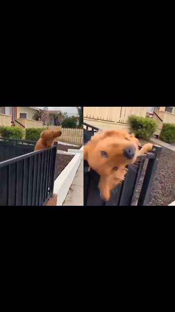 Dog saying good morning to a little girl