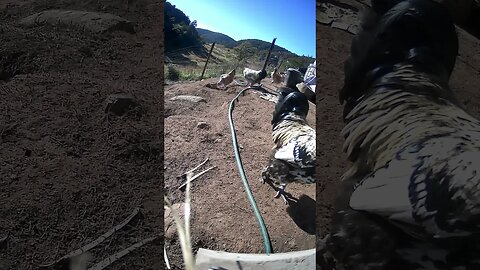 Farm cam. Chickens