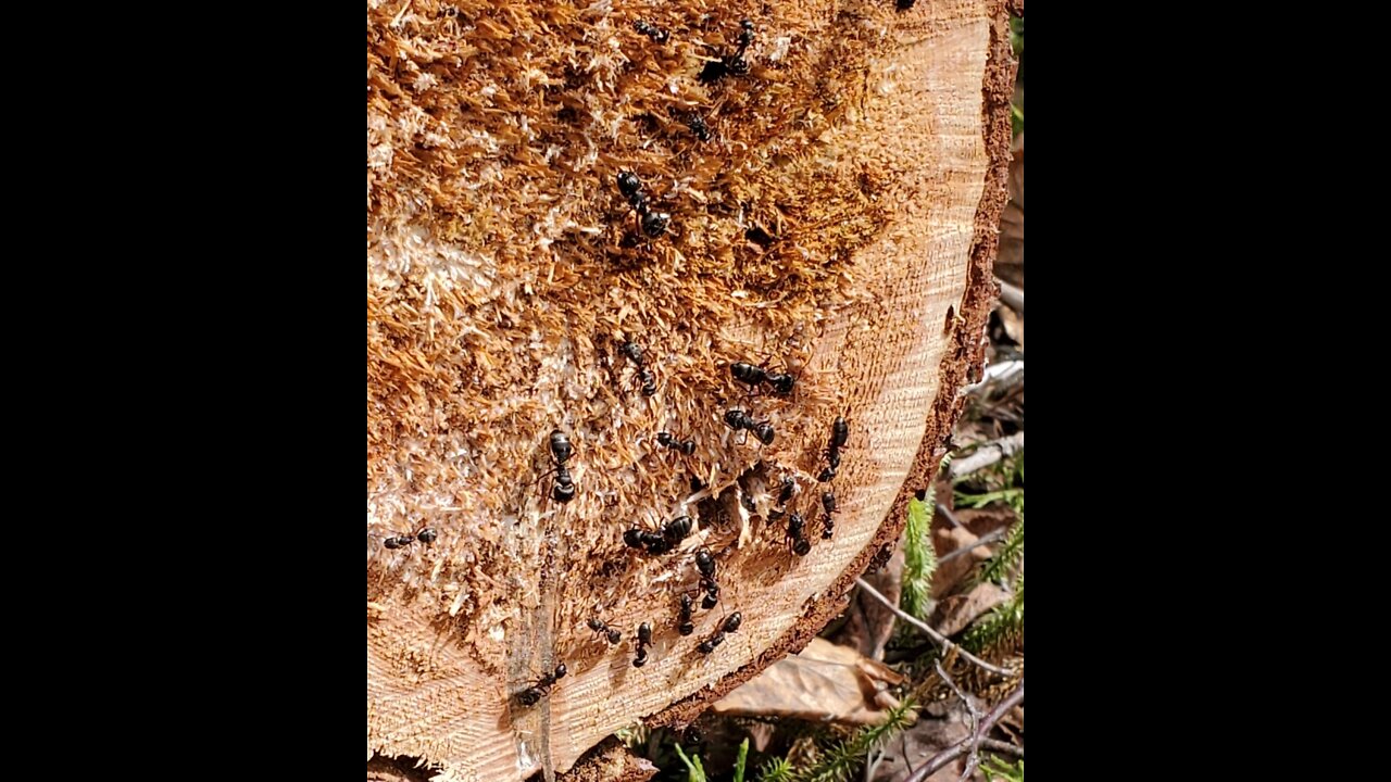 My homestead is infested with ants