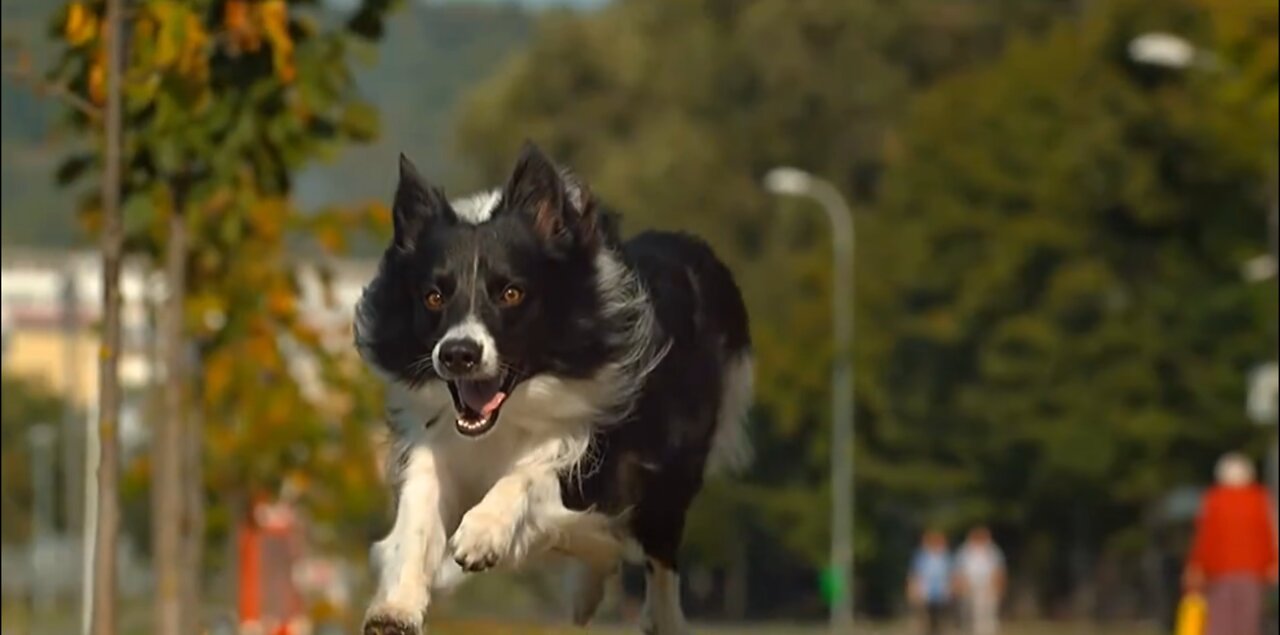 The smartest dog