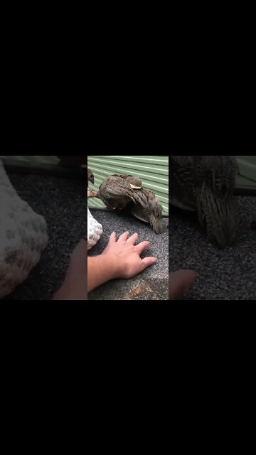 Gently moving guinea fowl keets back towards their cage at the end of their first day outdoors
