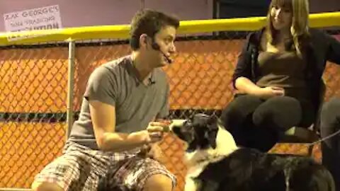 Dog Training How to Train ANY DOG the Basics
