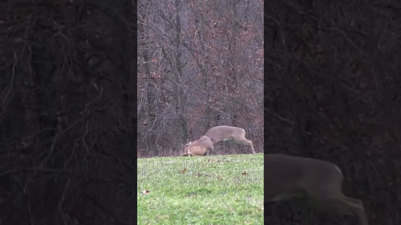 He lets out a HUGE snort at the end #deer #deerhunting #hunting #shorts