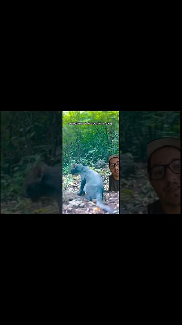 Jaguarundi are very elusive cats