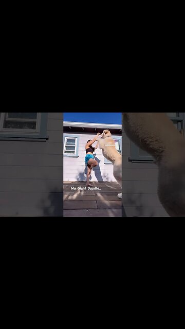 Bad boy 🐩 or as my son says he loves “a little too much” 🫶