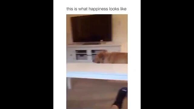 The world happiest dog