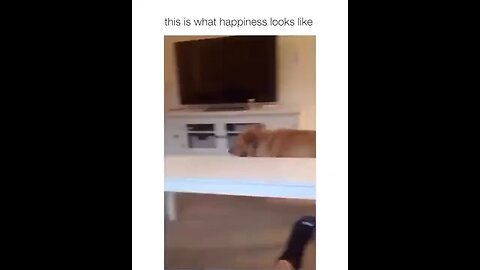 The world happiest dog