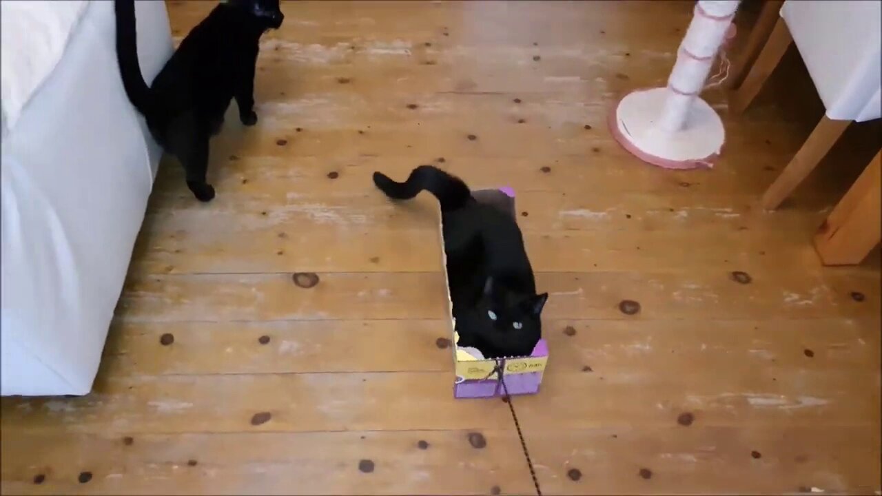 My Kitten Thor Loves Sliding Along in a Cardboard Box