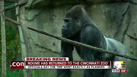 Ndume the gorilla is back in Cincinnati