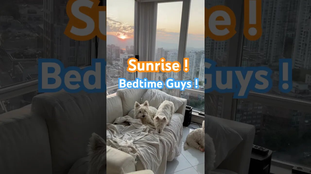 Westie Dogs Chill into the day #funny #shortvideo #dogs #dogsofinstagram #dogsoftiktok