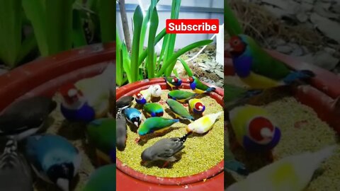 #short #subscribe #shortsfeed
