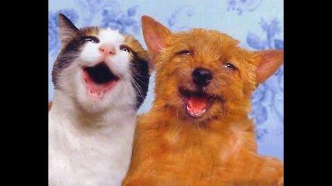 I can't stop watch this video 🐶😻 Try Not To Laugh 😂
