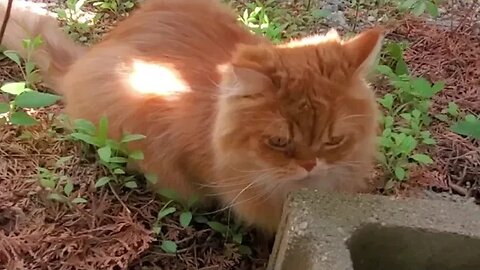 🥰😽#kitty Leo got #caught #lol 🥰😽