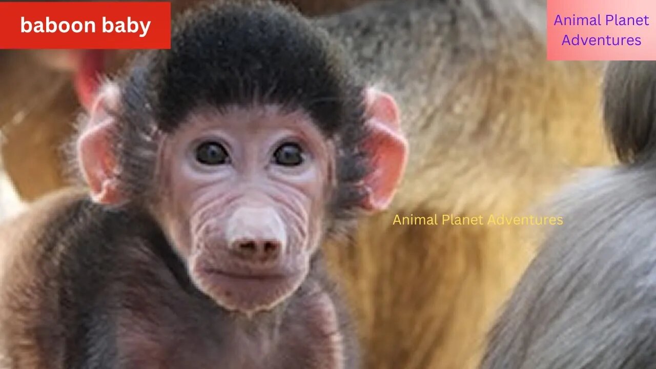 Incredible leopard and baby baboon interaction animal world