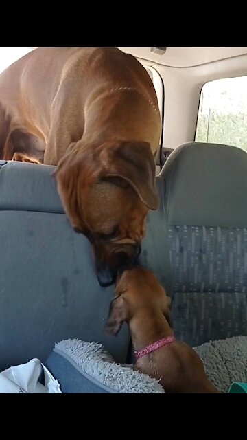 HUGE DOG TROOLY, ROOLY, DROOLY LUVS HIS LITTLE PUP