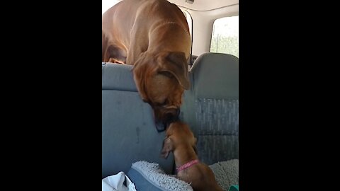 HUGE DOG TROOLY, ROOLY, DROOLY LUVS HIS LITTLE PUP