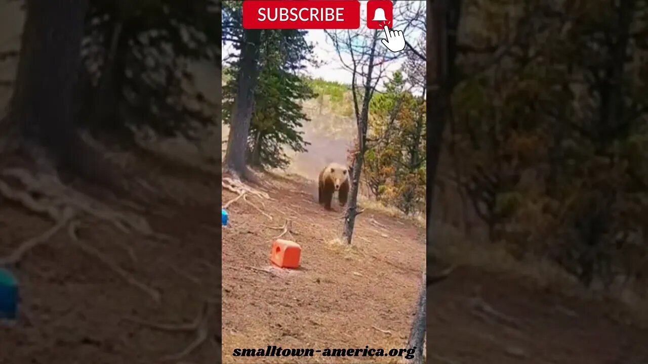 Bear Run! Grizzly Chasing Wild Horses #youtubeshorts #tiktokshort