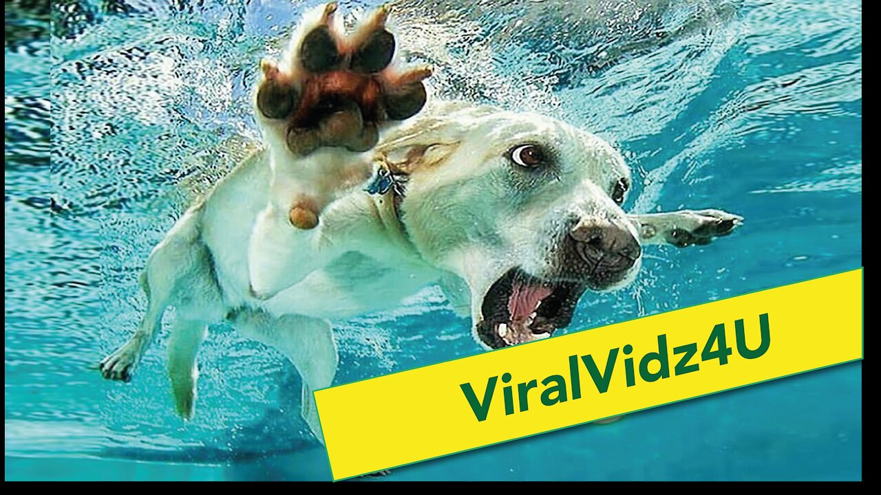 Funniest & Cute animals compilation #2 ViralVidz4U