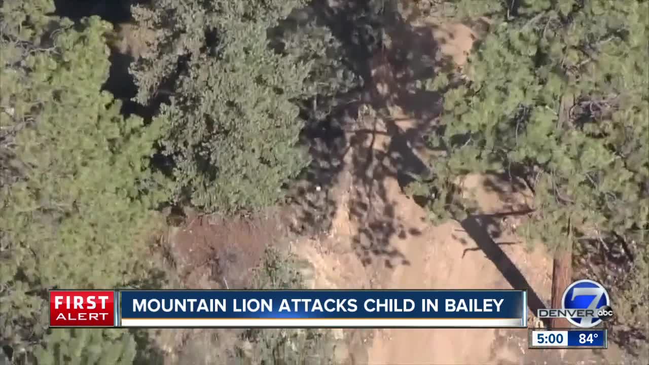 Mountain lion attacks child in Bailey