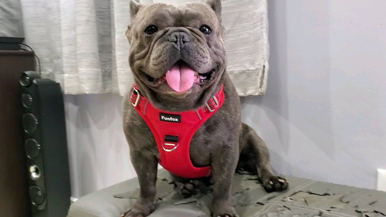 French bulldog ready for his walk