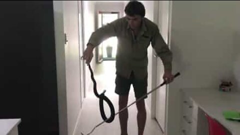 Cobra é encontrada em frigorífico