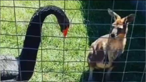 Un kangourou se fait attaquer par un cygne dans un parc