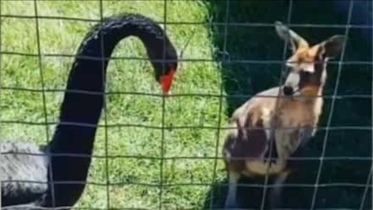 Un kangourou se fait attaquer par un cygne dans un parc