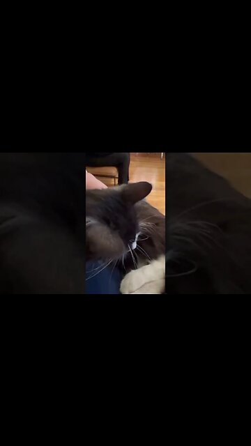 Denver Cat Company pt1 #adoptacat