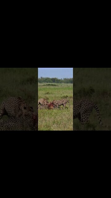 Cheetah Coalition Eat In The Rain #shorts | #ShortsAfrica