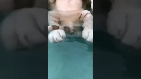 Lion enjoying massage