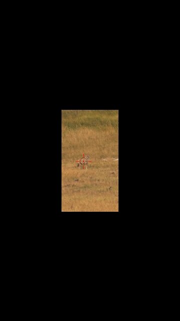 Hunting Coyotes #shorts #dog #animals #hunter #162