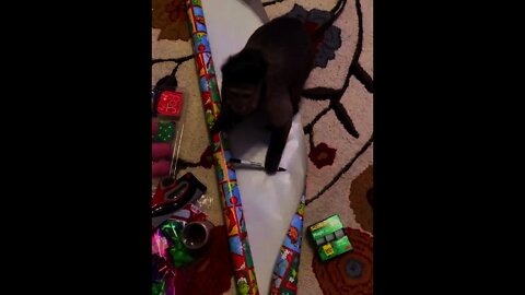 Present Wrapping HD Quality Video