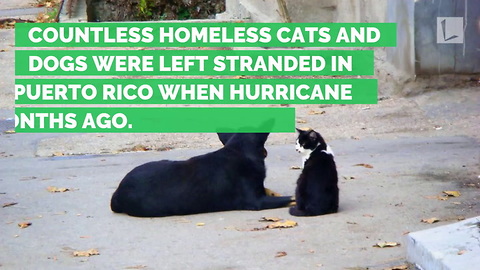 Southwest Airlines Helps Rescue 62 Dogs And Cats Left Homeless After Hurricane