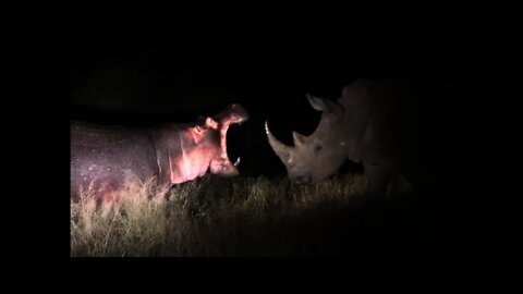 HIPPO VS RHINO - Who would win?