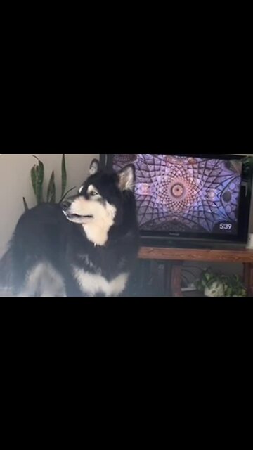 Big dog gets very chatty for walk time