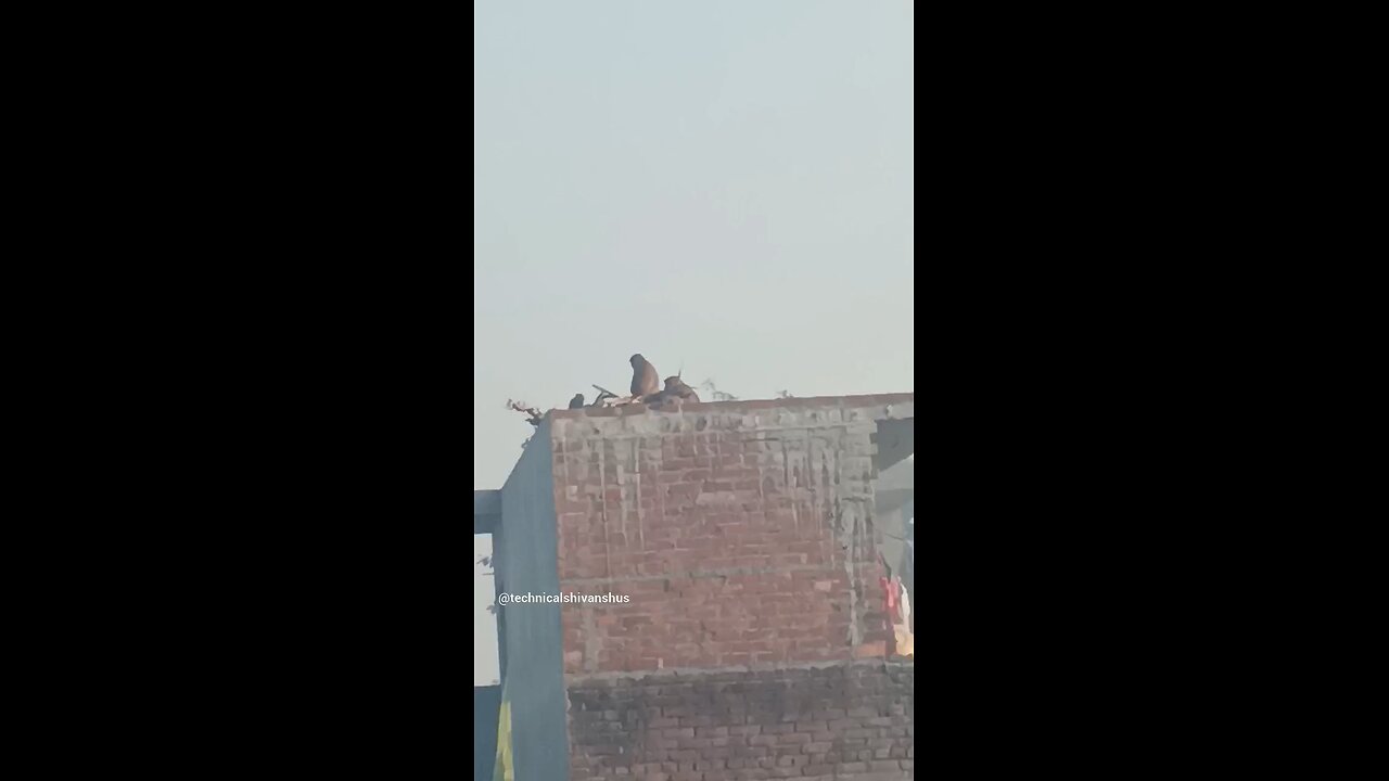 monkey🐒🐒 #funny #comedy#viral #trending #